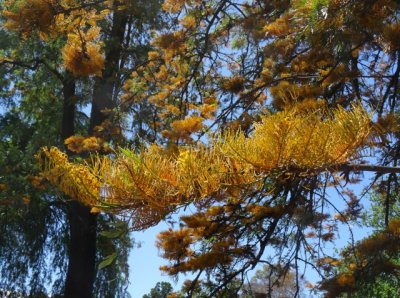 Grevillea Robusta (Silky Oak), Royal Botanic Gardens, Melbourne
