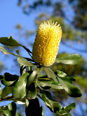 Banksia, public gardens, Caloundra, Australia