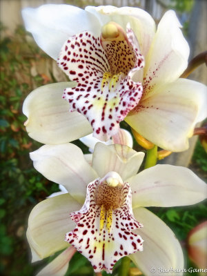 My orchid flowering in June.