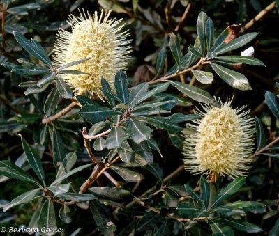 Banksia 
