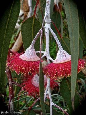 Weeping Eucalyptus blossom
