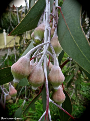 Weeping Eucalyptus buds/nuts