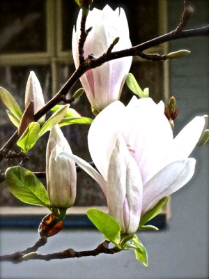 Magnolias, a promise of Spring