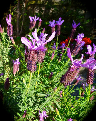 Italian lavender in our front garden