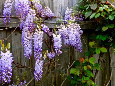 Wisteria on our back fence