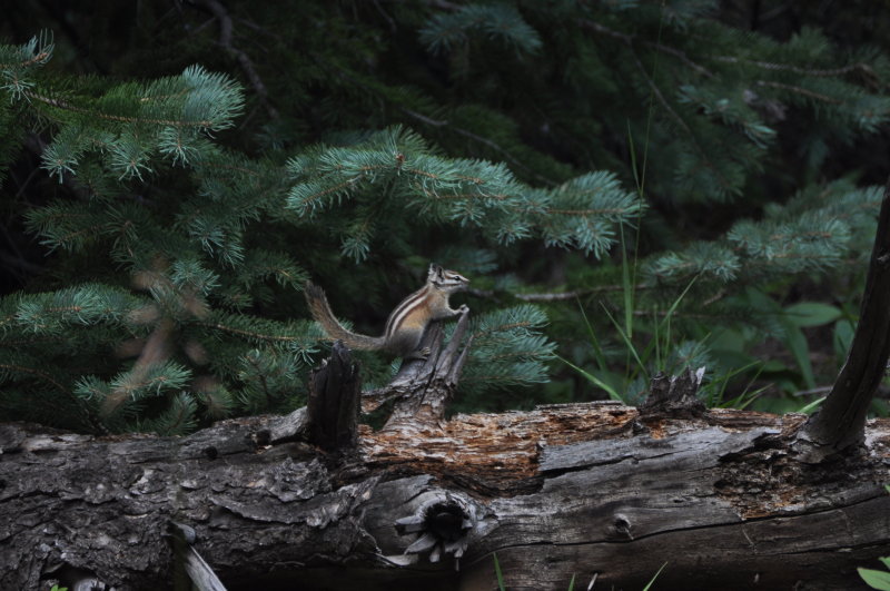 Colorado Chipmunk