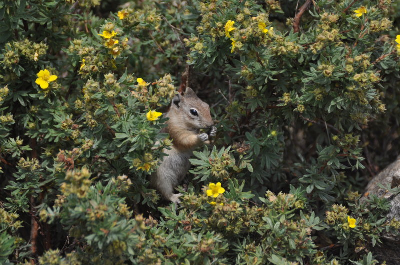 Hungry Golden-mantled Ground Squirrel