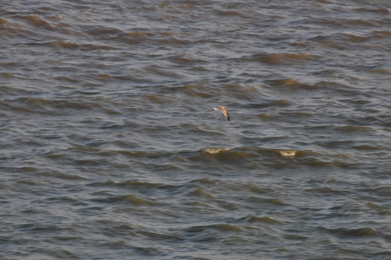Franklins Gull (First-winter)