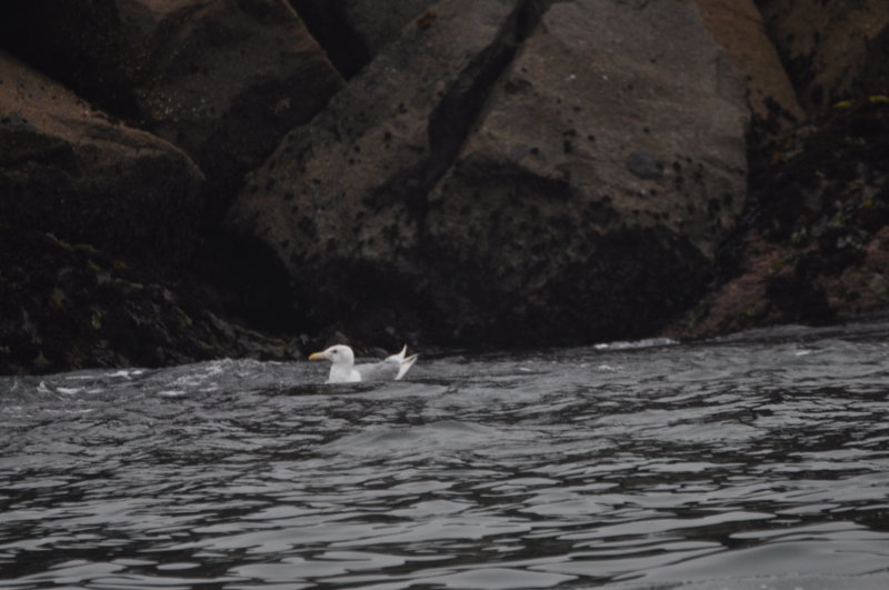 Glaucous-winged Gull