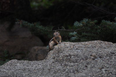 Curious Colorado Chipmunk