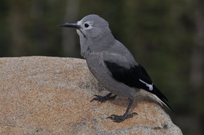 Clark's Nutcracker