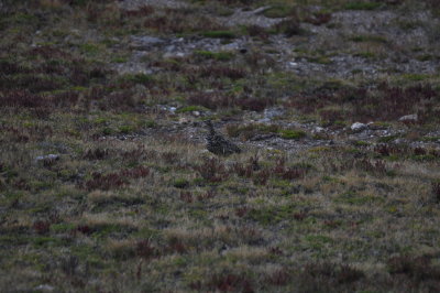 White-tailed Ptarmigan