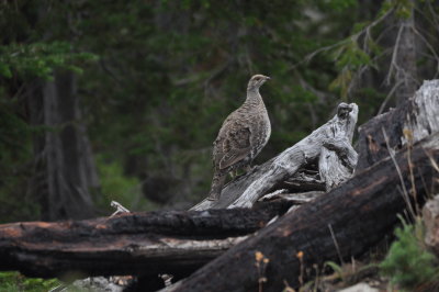 Dusky Grouse