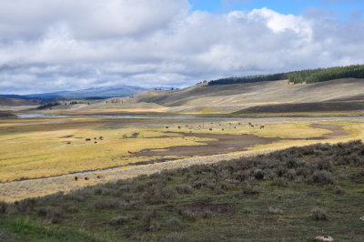 Give me a home where the buffalo roam- Hayden Valley