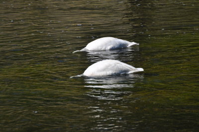 Foraging Trumpeter Swans, park residents