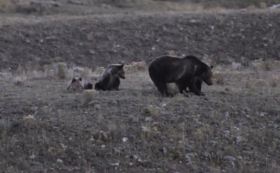 Mama Griz and her 3 cubs!