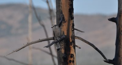 Gray Jay- Rocky Mtn race