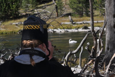 Barry peeping/photographing his lifer Trumpeter Swan