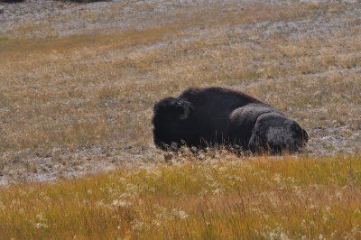 Road-friendly Bull Bison