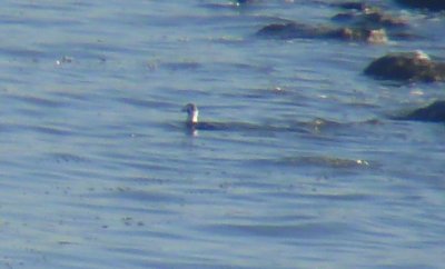 Long-tailed Duck