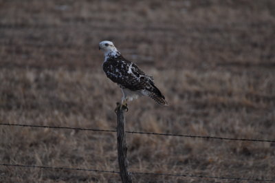 pale Red-tailed Hawk