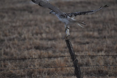 pale Red-tailed Hawk