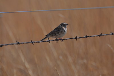 Vesper Sparrow