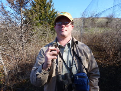 Harris's Sparrow