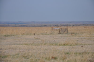 Lesser Prairie-Chicken Lek and Trapping Gear above an old bison wallowing grounds