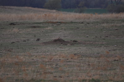 Black-tailed Prairie Dog Mound