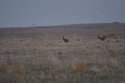 Lesser Prairie-chicken