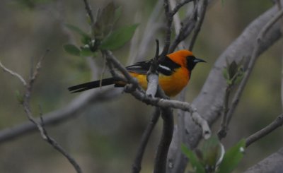 Hooded Oriole