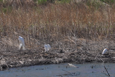 Ardea Trio