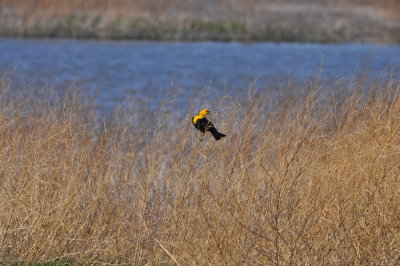 Yellow-headed Blackbird