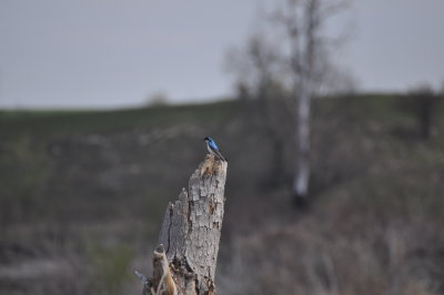 Tree Swallow