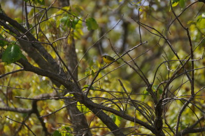 Kentucky Warbler