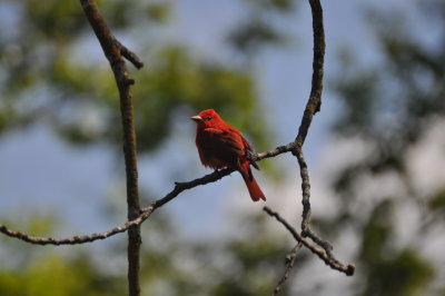 Summer Tanager