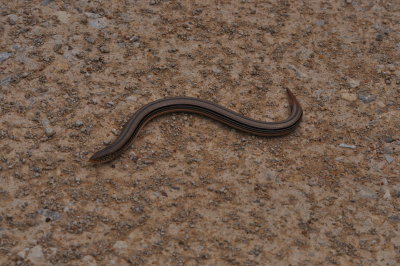 Glass Lizard