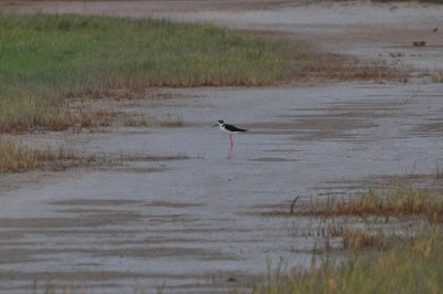 Black-necked Stilt