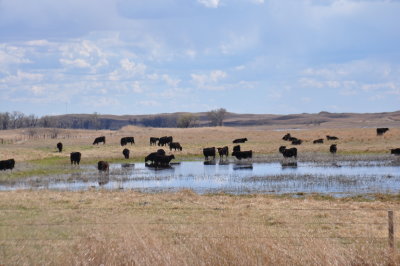 Sandhills April 2016 032.JPG