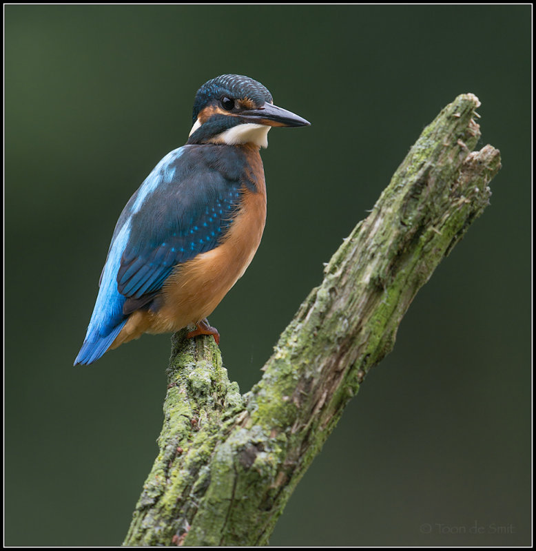 Kingfisher / IJsvogel