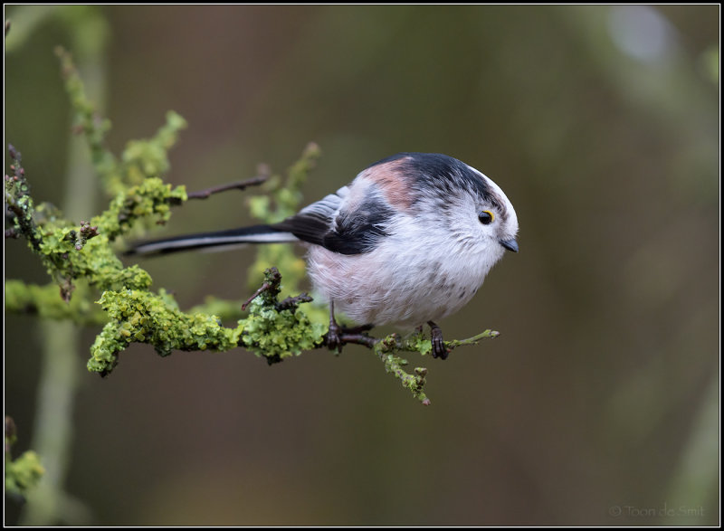 Long-tailed tit / Staartmees