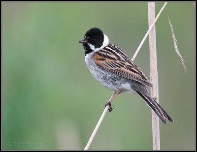 Reed Bunting / Rietgors