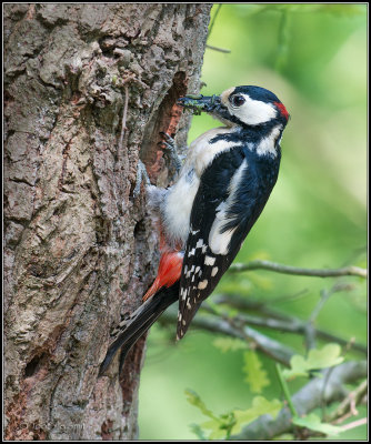 Great Spotted Woodpecker / Grote Bonte Specht / Dendrocopos major