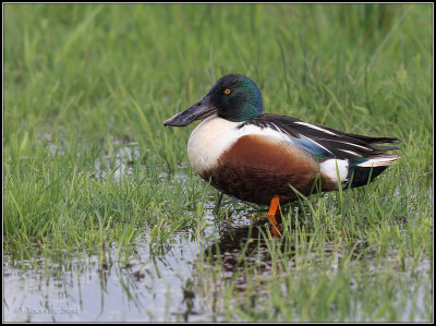 Shoveler / Slobeend