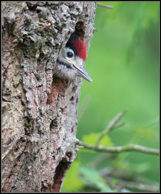 Great Spotted Woodpecker / Grote Bonte Specht