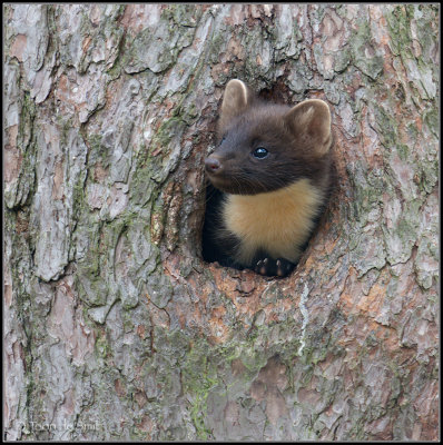 Pine Marten / Boommarter