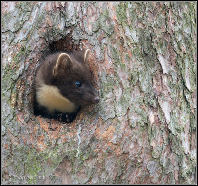 Pine Marten / Boommarter