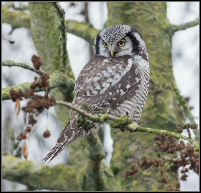 Northern Hawk-Owl / Surnia ulula / Sperweruil