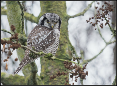 Northern Hawk-Owl / Sperweruil